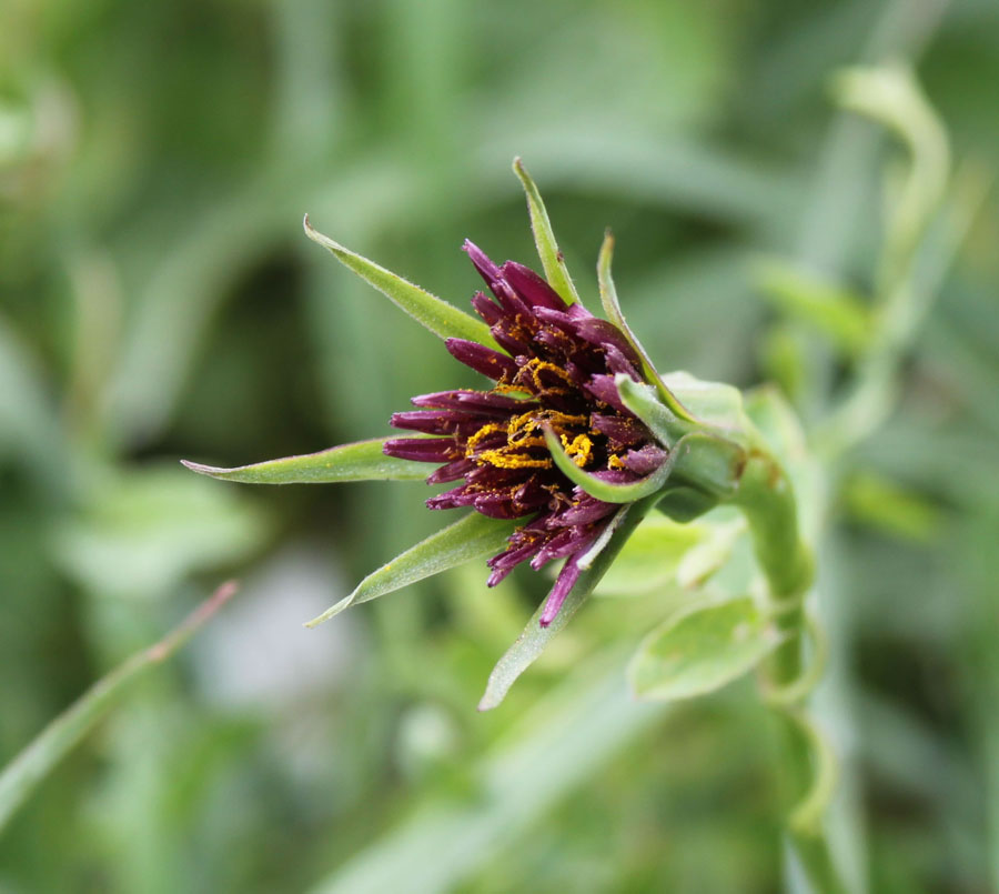 Tragopogon porrifolius / Barba di Becco violetta